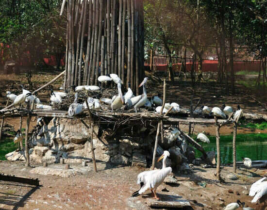 Nandankanan Park