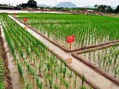 ICAR creates an all-time record in releasing new crop varieties