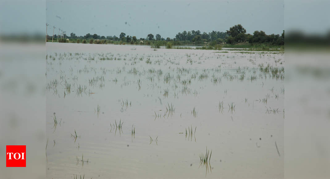 Water scarcity hits paddy cultivation | Kochi News - Times of India