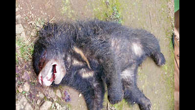 Sloth bear poached in Gondia, body parts removed