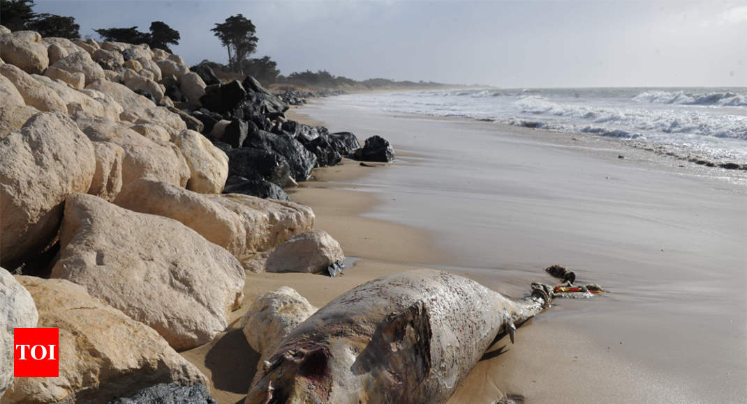 Dead humpback dolphin found on Vainguinim beach in Panaji