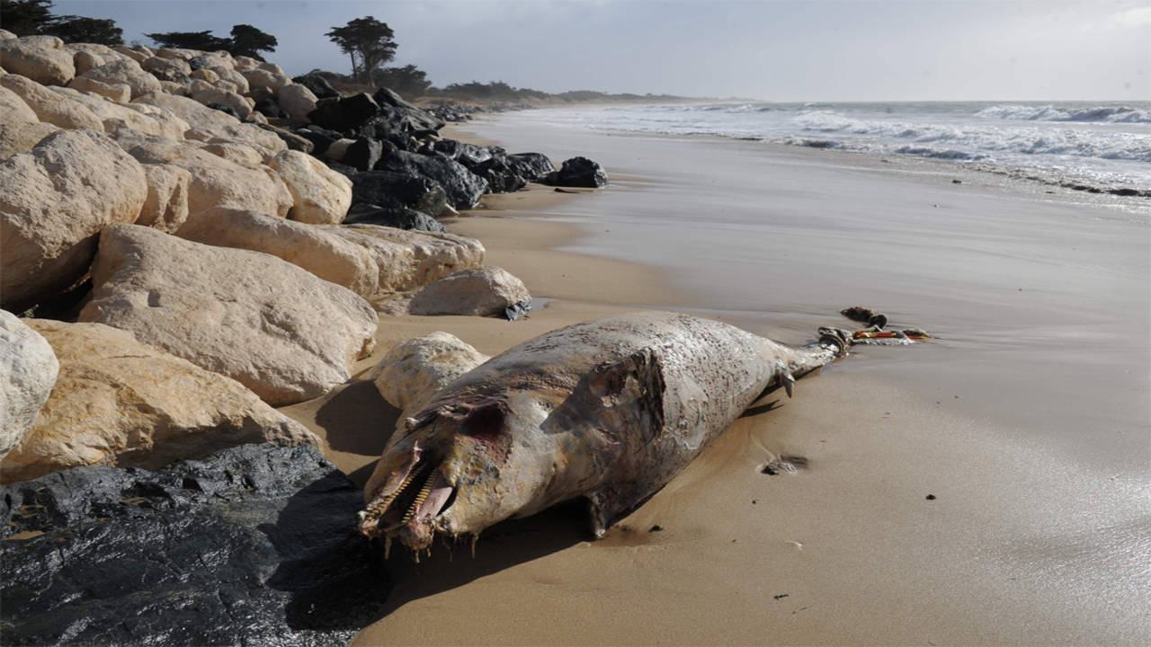 Dead humpback dolphin found on Vainguinim beach in Panaji