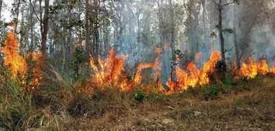 Controlled forest fires not a great idea: Experts