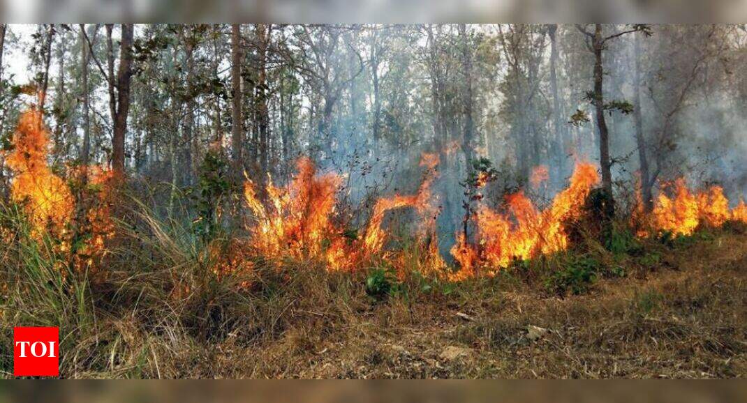 Controlled Forest Fires: Controlled forest fires not a great idea ...