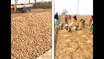 Despite good yield, potato growers stare at losses