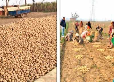 Despite good yield, potato growers stare at losses