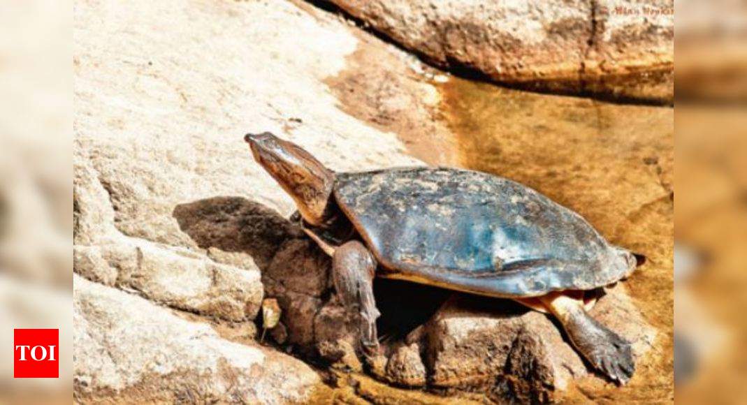 Haryana to develop rare turtle reserve | Chandigarh News - Times of India