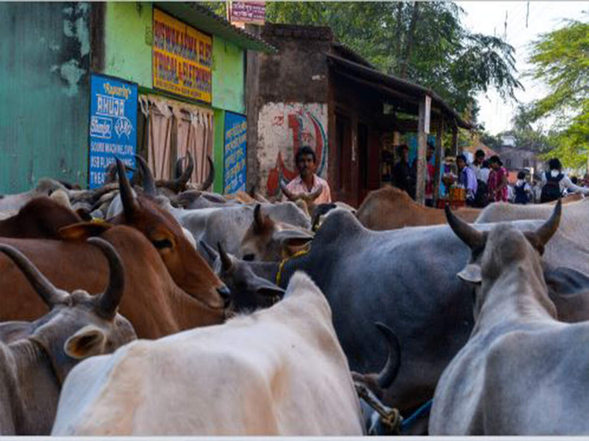 Punganur Cows Bovine Ivf Lab To Increase Ongole Punganur Count Hyderabad News Times Of India