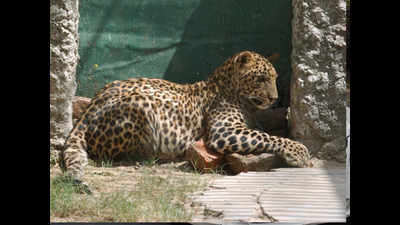 Separated from mother, leopard cub killed by dogs