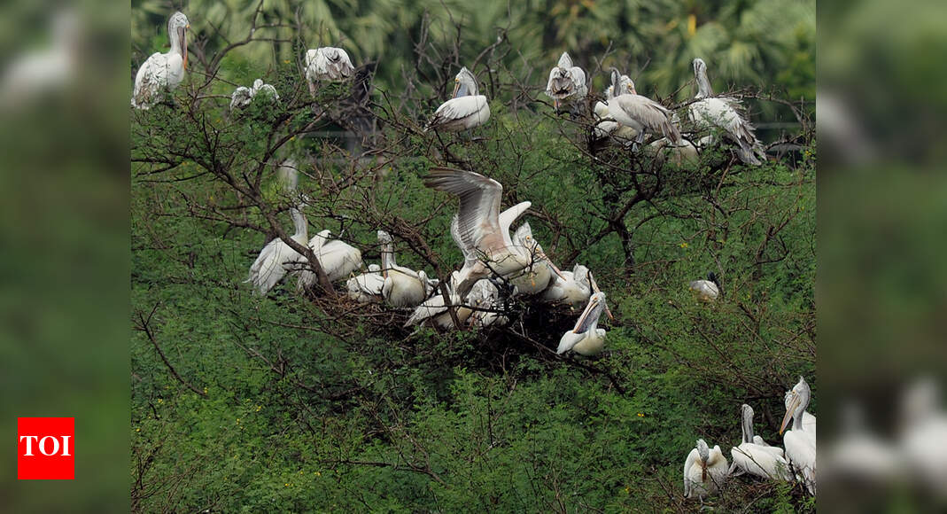 Okhla Bird Sanctuary to be ecotourism spot Noida News Times of India