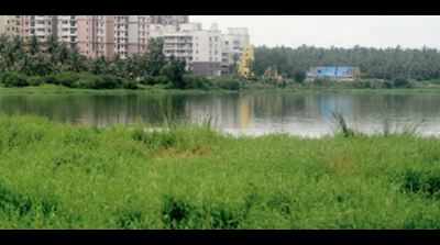 First status report confirms Bellandur Lake highly polluted