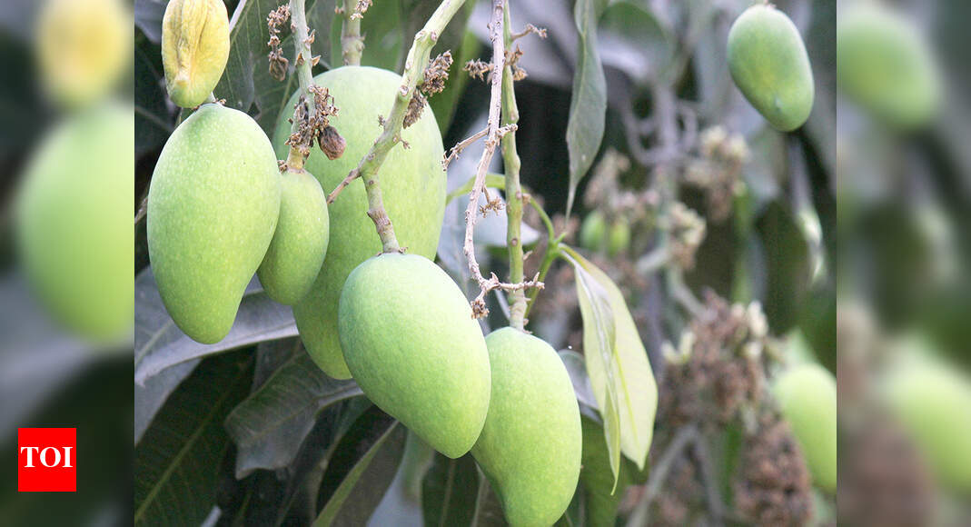 Vizag District’S Mango Orchards In Full Bloom Visakhapatnam district’s