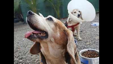 ‘Love Me Do’, say The Beagles