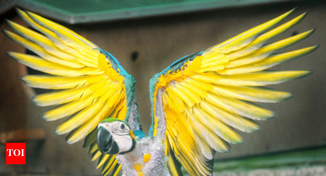 Lonely pet birds parrot human lifestyle ailments Mumbai News Times