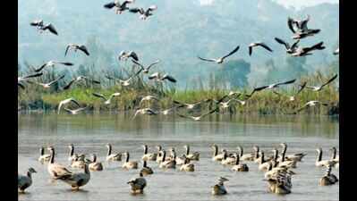 12% drop in migratory birds spotted at Harike wetlands