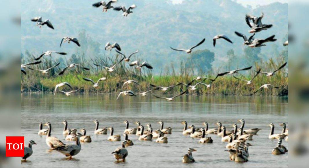 Harike wetlands: 12% drop in migratory birds spotted at Harike wetlands