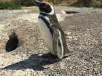 Millions of penguins attend Punta Tombo feast