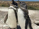 Millions of penguins attend Punta Tombo feast.jpg