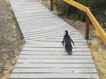 Millions of penguins attend Punta Tombo feast.jpg