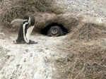 Millions of penguins attend Punta Tombo feast.jpg