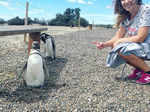 Millions of penguins attend Punta Tombo feast