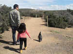 Millions of penguins attend Punta Tombo feast