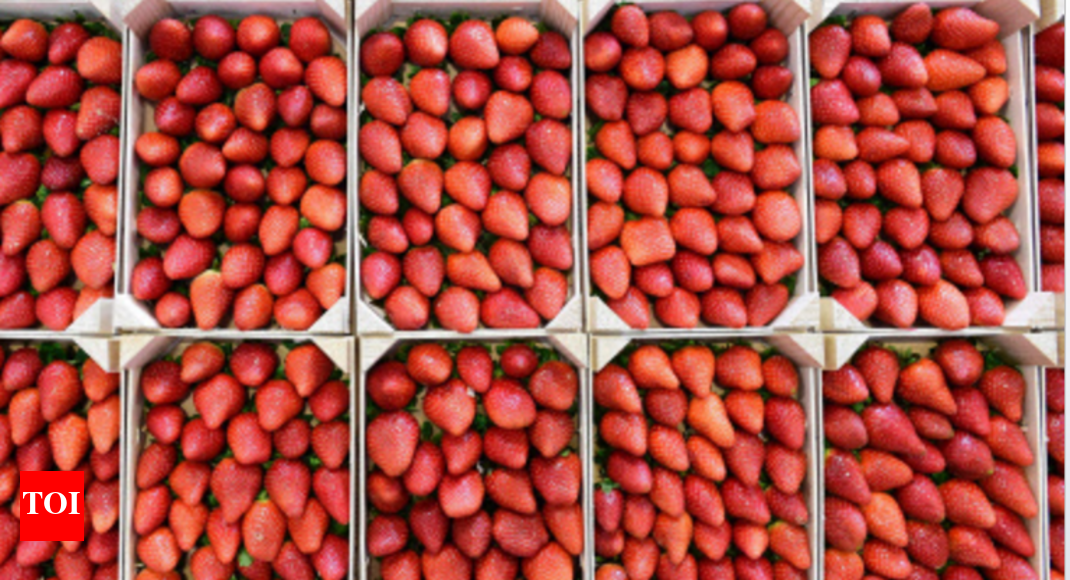Strawberry farming to cut cost of fruit in Ranchi Ranchi News Times
