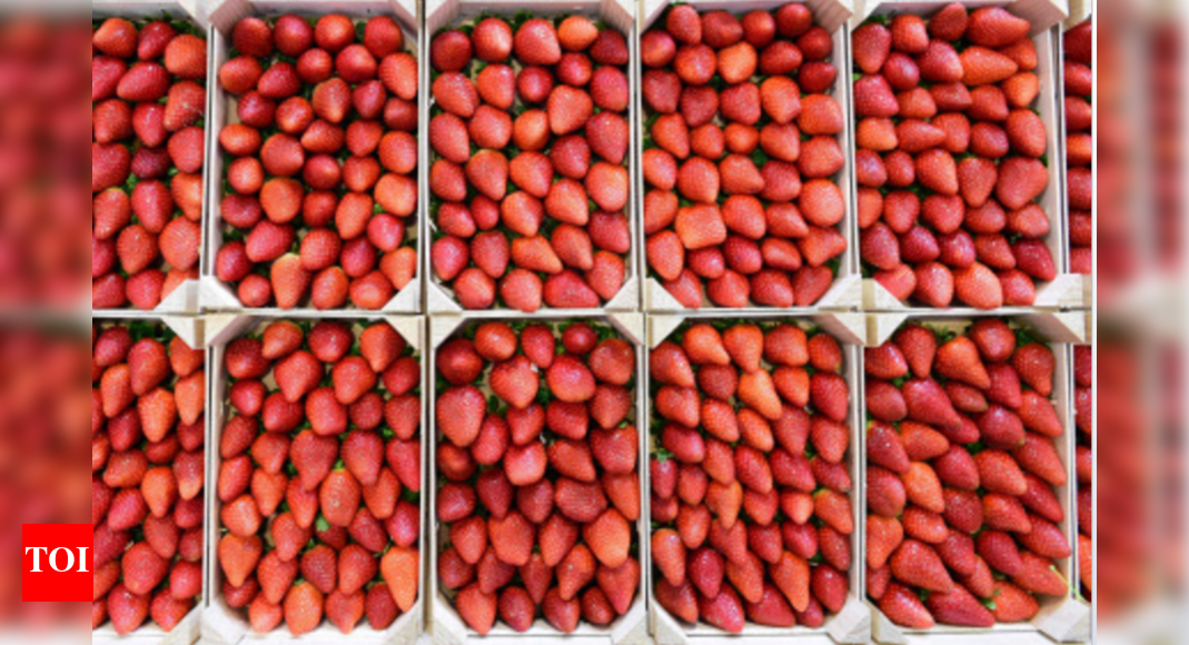 Strawberry farming to cut cost of fruit in Ranchi Ranchi News Times