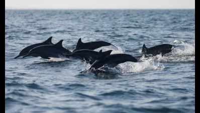 Stress on proper conservation of dolphins