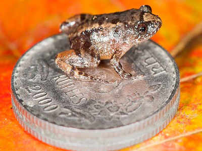 Indian scientists discover four new species of smallest known frogs from the Western Ghats