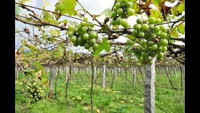 Grape export up 24% by mid-February