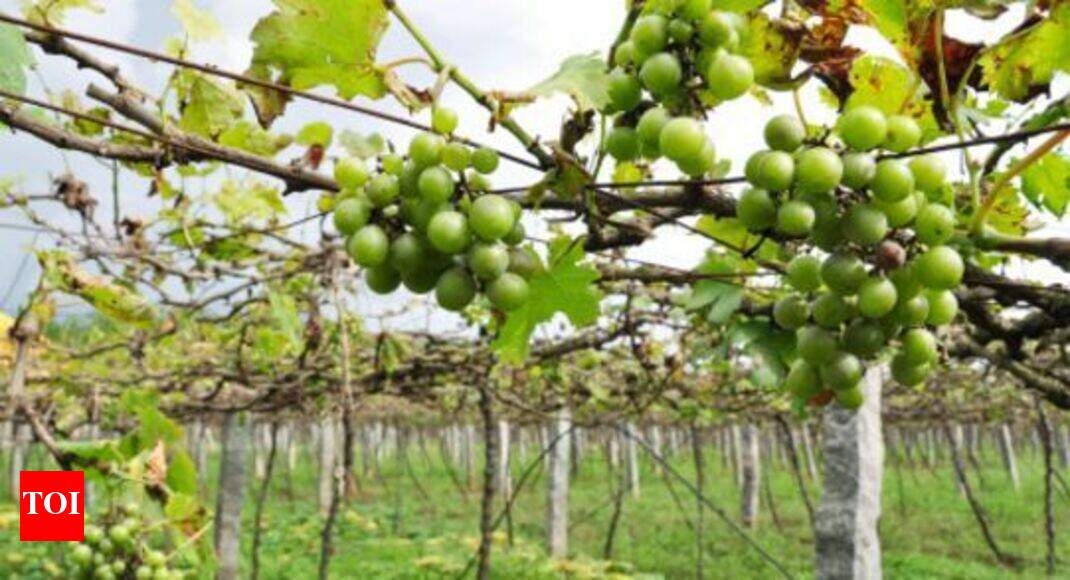 Grape export up 24 by midFebruary Nashik News Times of India