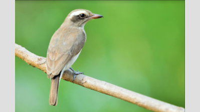 95 birds sighted at Mangalore University campus during Bird Count