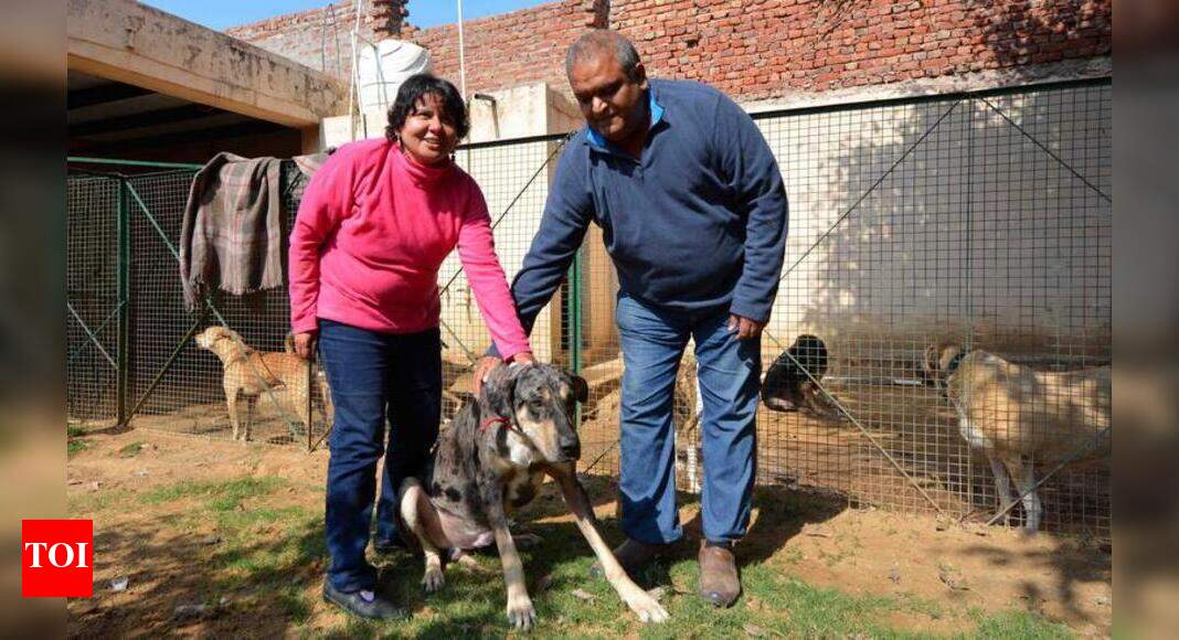 Hale & hearty at shelter for stray dogs Gurgaon News Times of India