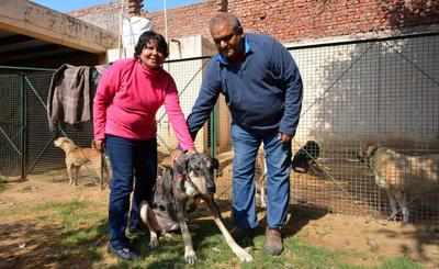 Hale & hearty at shelter for stray dogs | Gurgaon News - Times of India