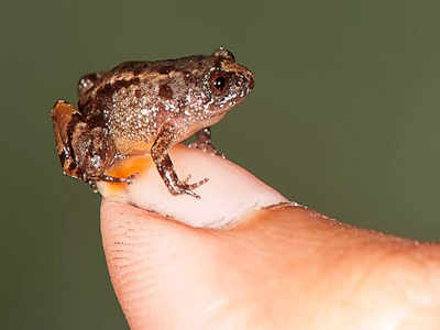 4 miniature frogs that can sit on coin or thumbnail