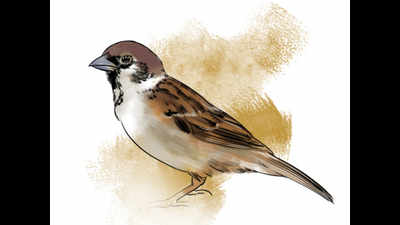 Maharashtra's plan to increase sparrow population to take wing soon