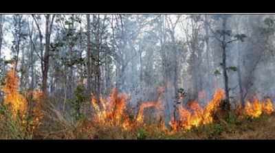Tourism centres add to forest fire risk