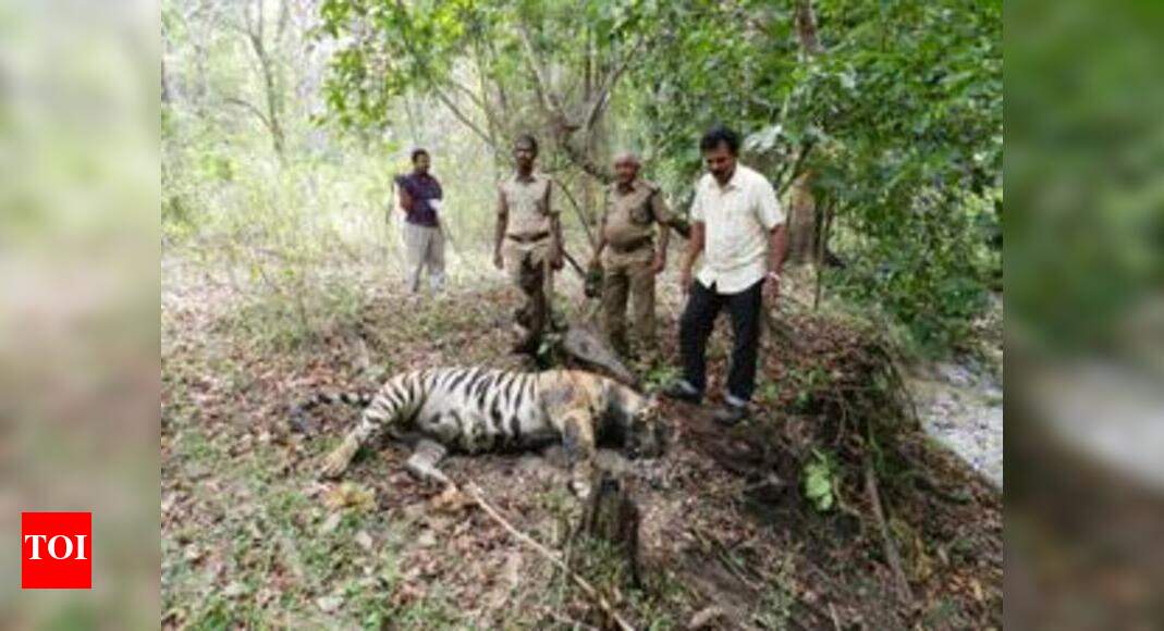 Another tiger found dead in Kumaon, second in two days in Uttarakhand