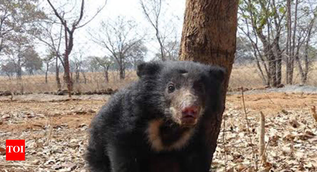 sloth bear: Sloth female bear electrocuted, cub found clutching dead
