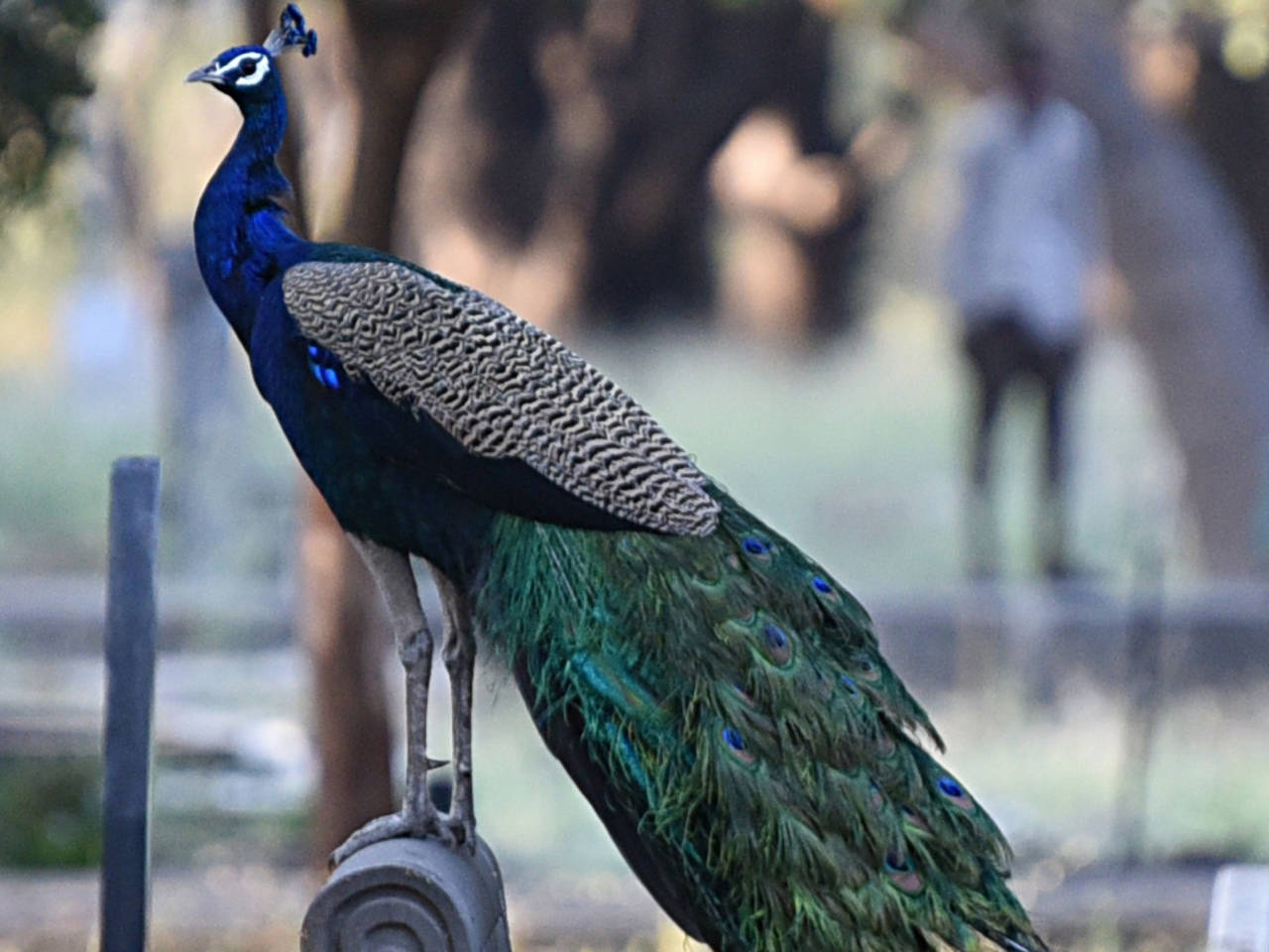 Tamil Nadu, a hotbed of peacock plume business | Chennai News ...