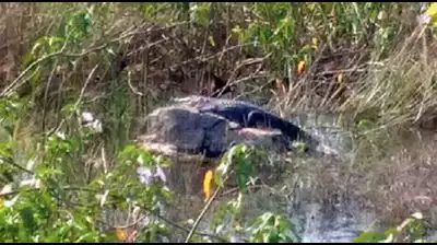 3 crocodiles in Perungalathur lake give residents the jitters