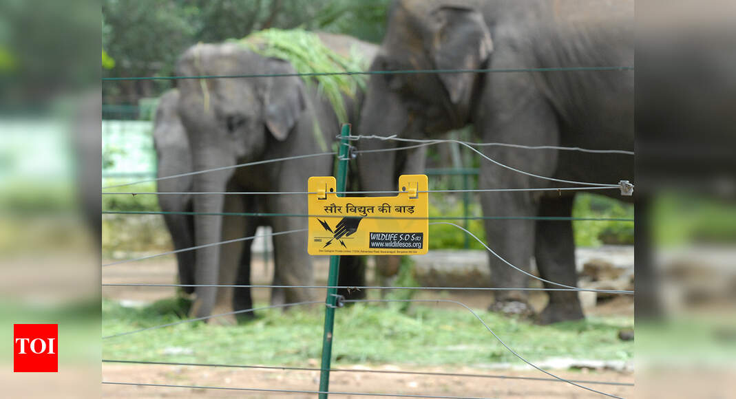 Electric fences kill more humans than animals Ahmedabad News Times