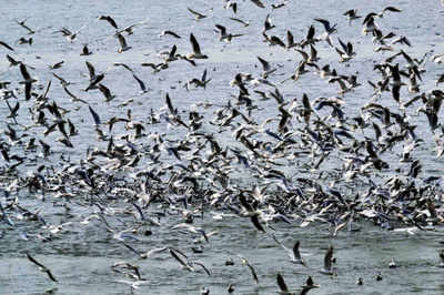 Migratory birds prepare for early return as temperatures soar