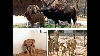 Cheer and chatter in Hyderabad zoo with five babies in 10 days