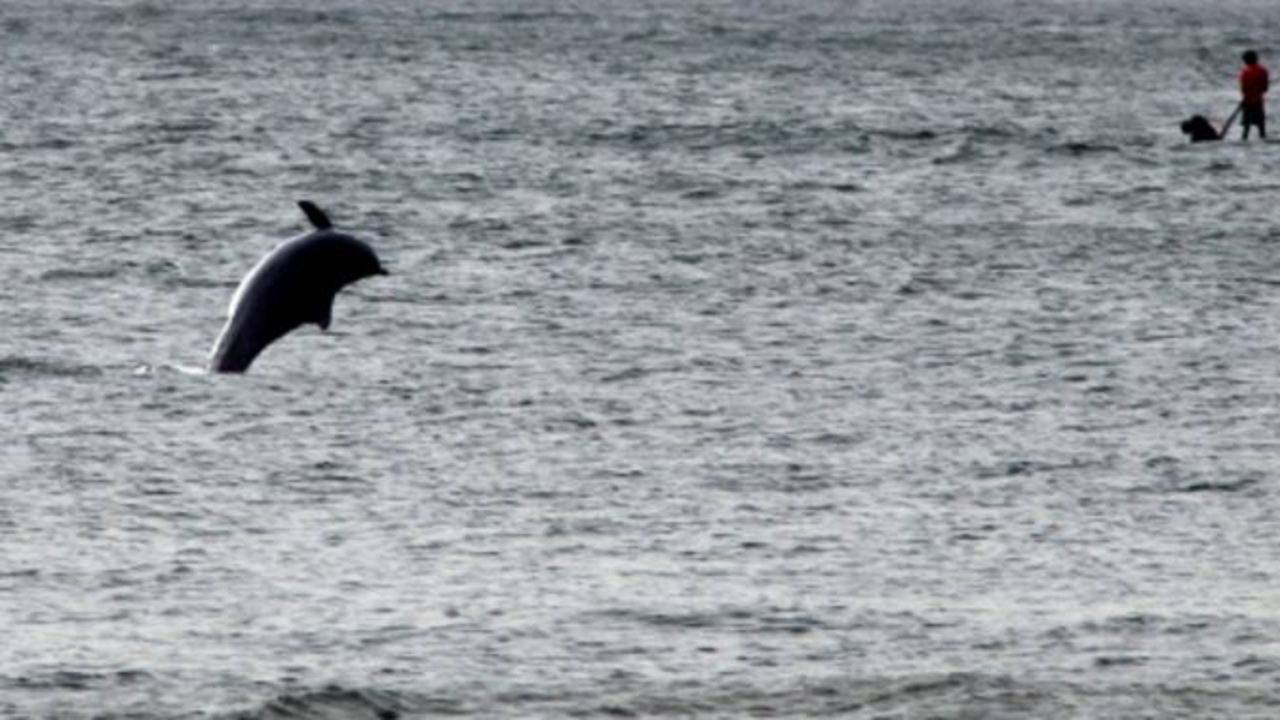 Dead humpback dolphin found on Vainguinim beach in Panaji