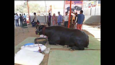Yuvraj: This buffalo is worth Rs 9.25 crore