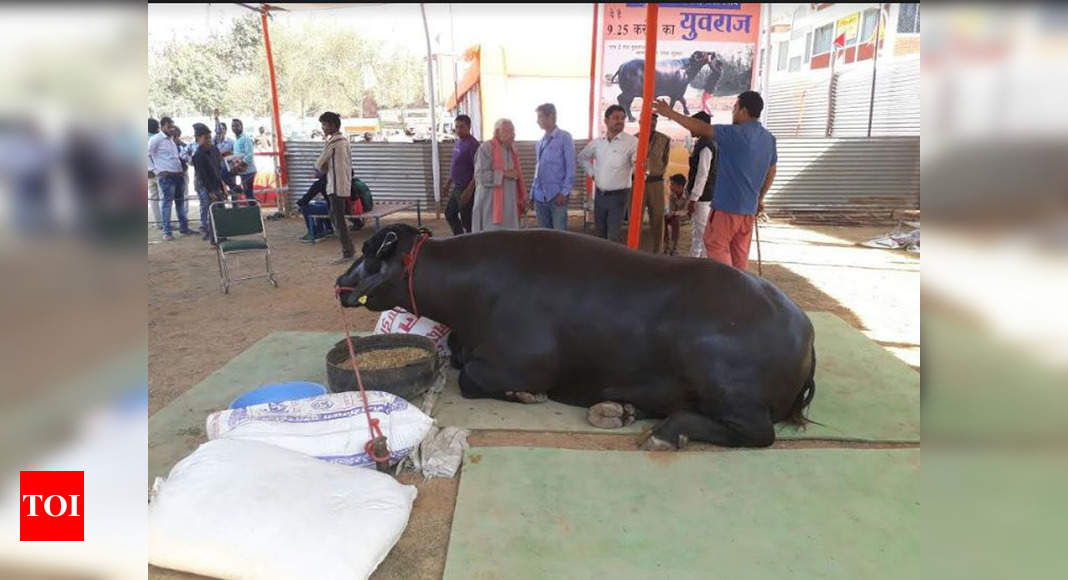 buffalo worth 9.25 crore: Yuvraj: This is worth crore | Allahabad News - Times of
