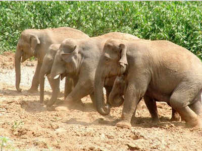 Nine jumbos travel 2700 km along with 16 mahouts to reach Corbett from Karnataka
