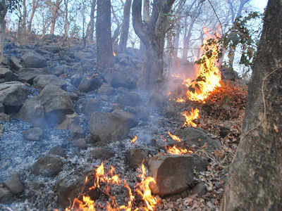Water crisis, fires take toll on wildlife